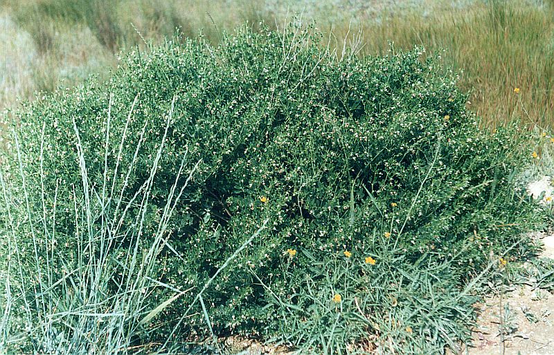 Image of Zygophyllum fabago specimen.