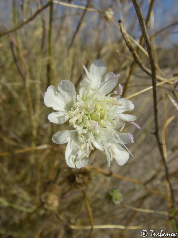 Image of Lomelosia argentea specimen.