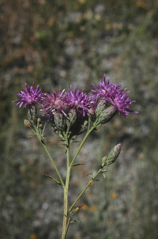 Image of Saussurea elegans specimen.