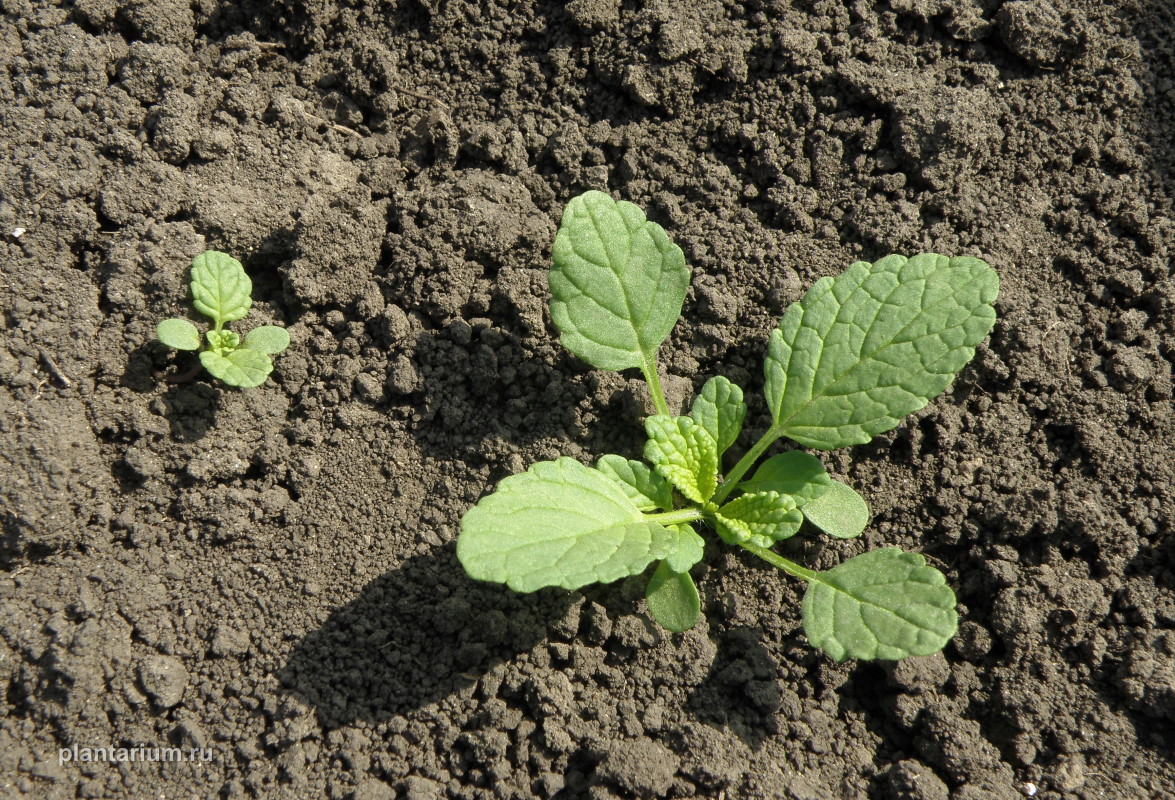 Image of Stachys annua specimen.