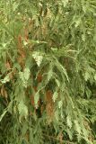 Sequoia sempervirens. Ветвь с развивающимися почками. Краснодарский край, окр. пос. Верхнее Лоо, м/о Сочи. 29.08.2014.
