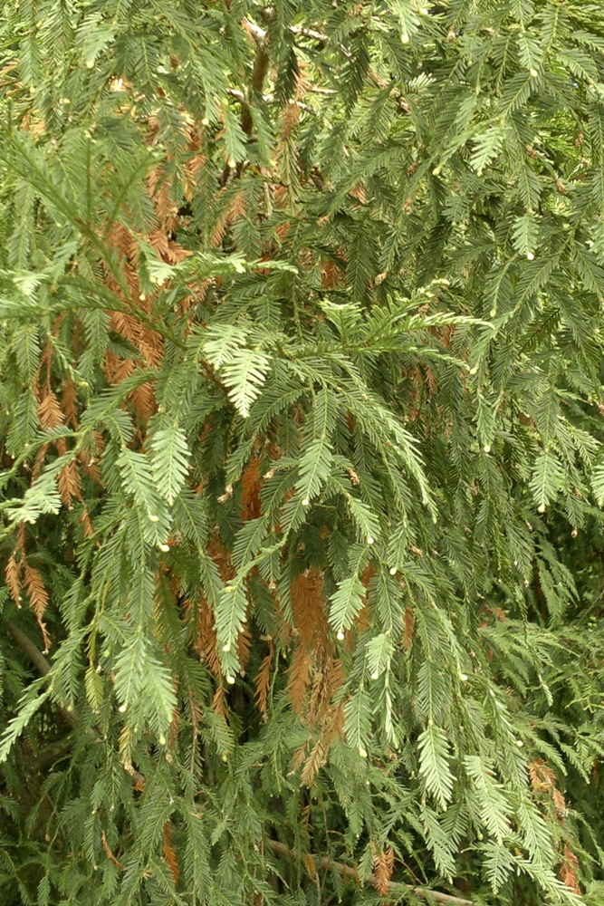 Image of Sequoia sempervirens specimen.