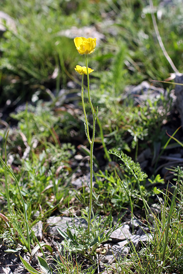 Image of Ranunculus regelianus specimen.