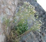 Centaurea chrysocephala. Цветущее растение. Греция, Метеоры. 08.06.2009.