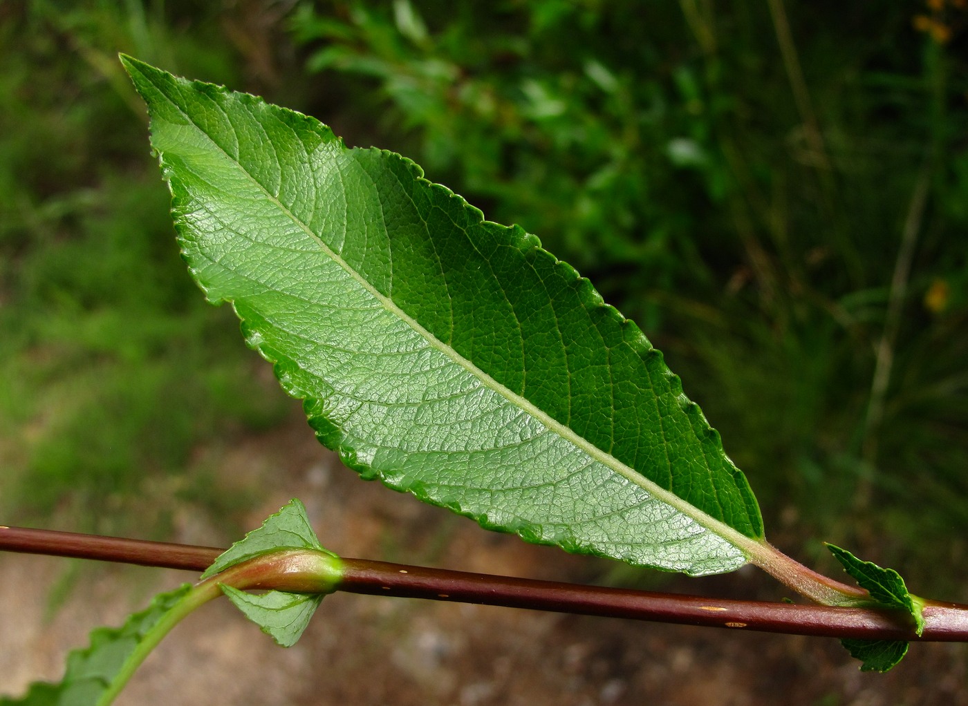 Image of Salix × tetrapla specimen.