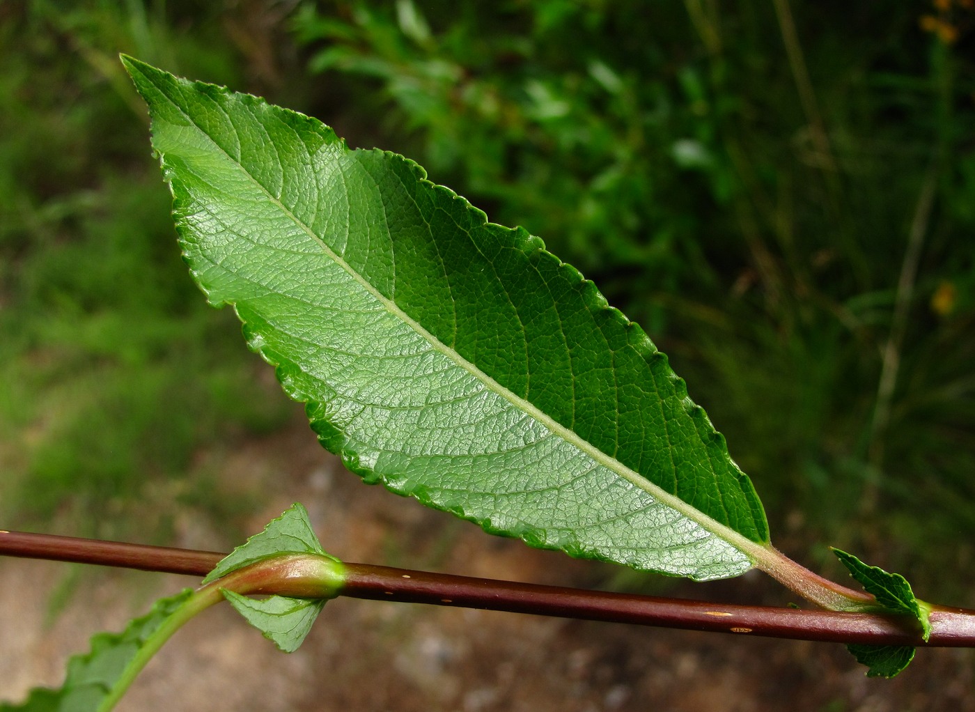 Изображение особи Salix &times; tetrapla.