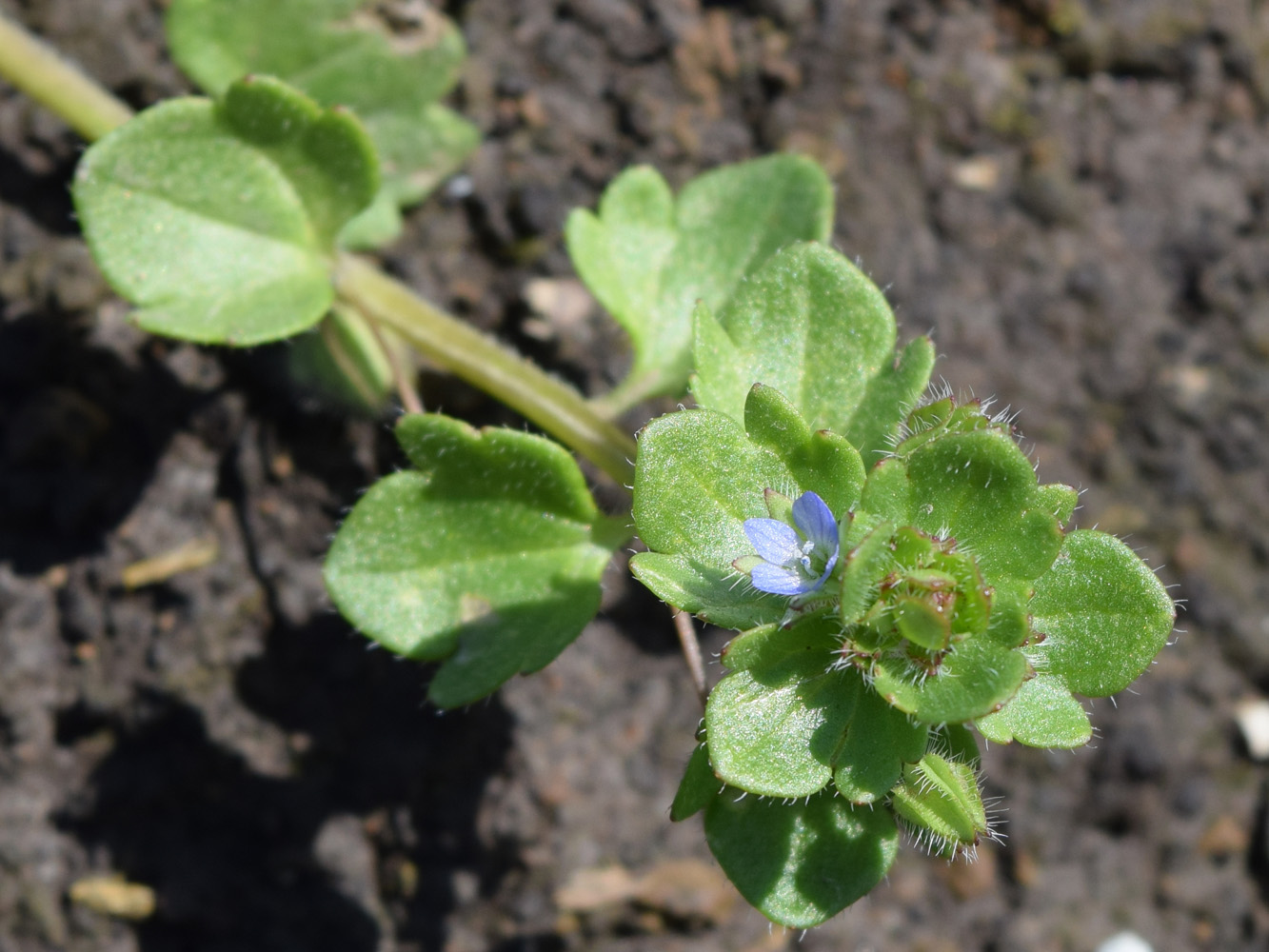 Изображение особи Veronica hederifolia.