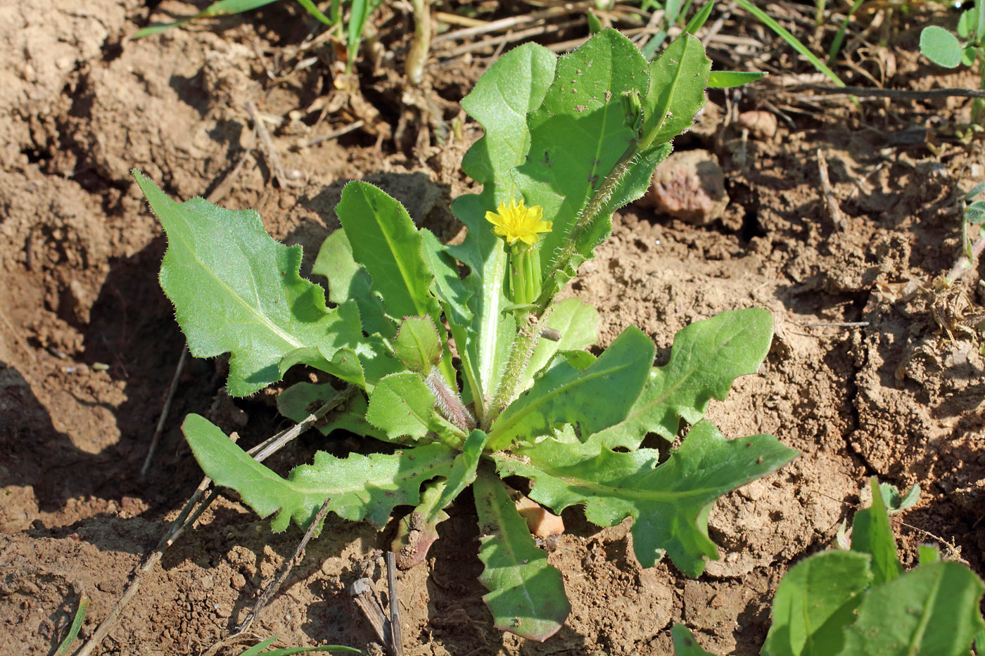 Изображение особи Garhadiolus papposus.