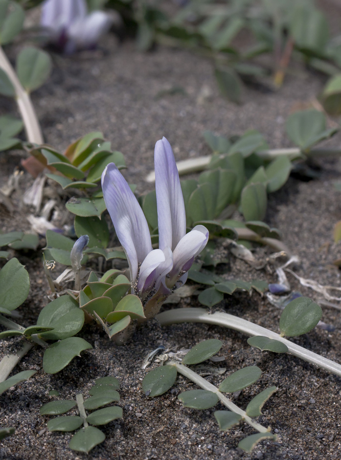 Изображение особи Astragalus paradoxus.