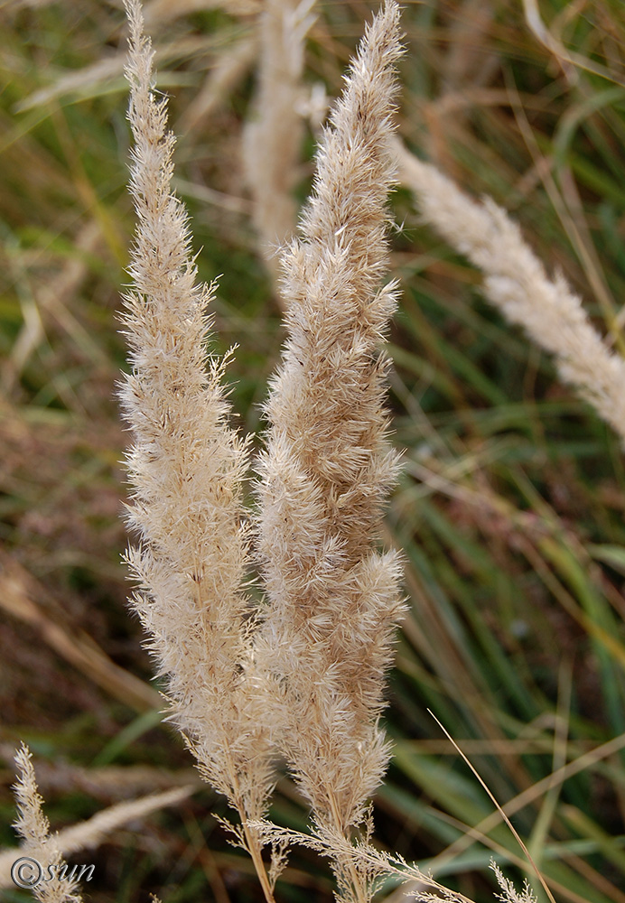 Image of Calamagrostis epigeios specimen.