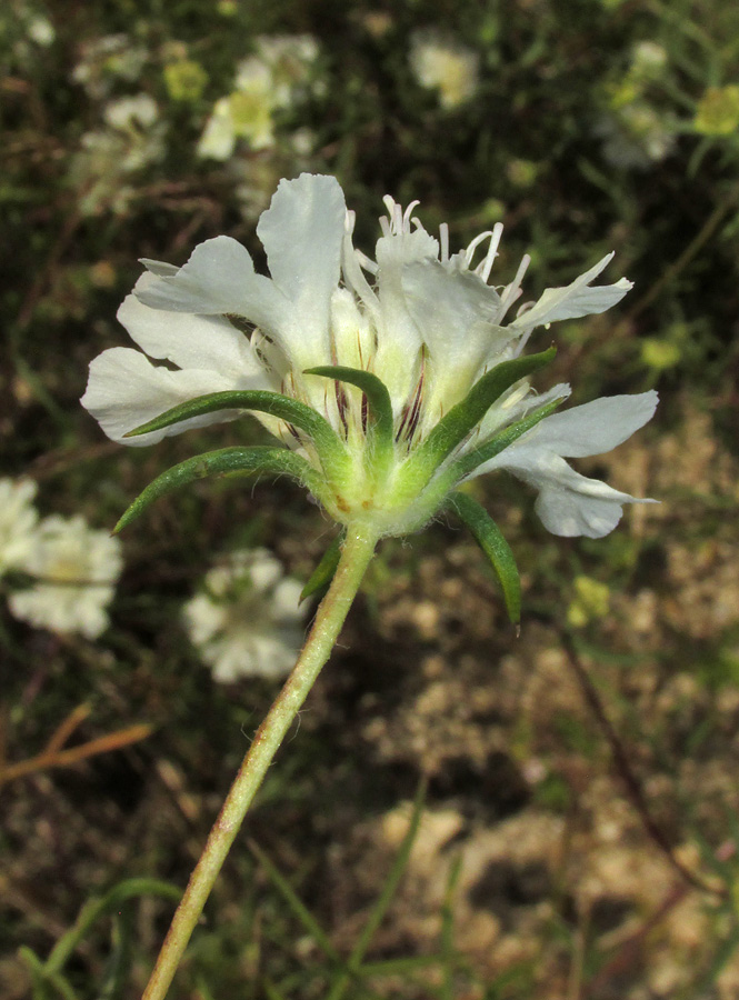 Image of Lomelosia argentea specimen.