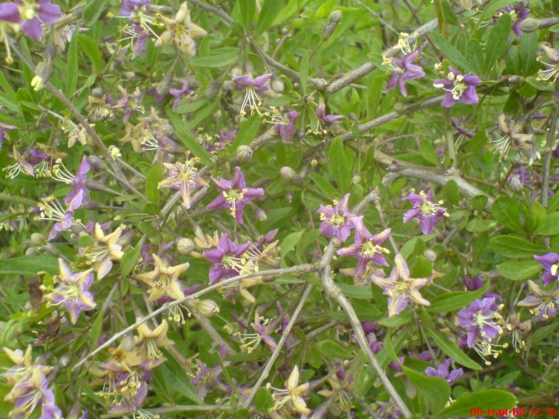 Image of Lycium barbarum specimen.