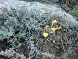 Astragalus jolderensis