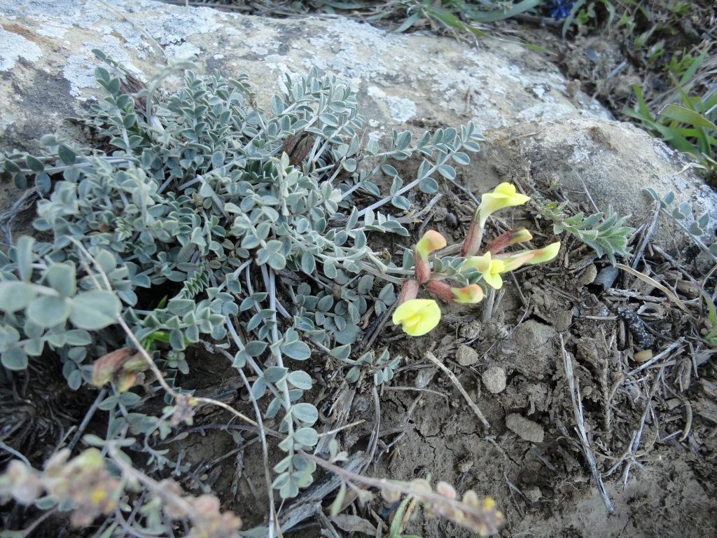 Изображение особи Astragalus jolderensis.