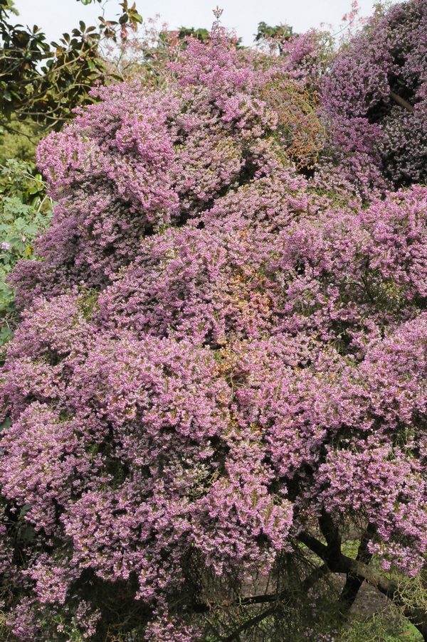 Image of Erica canaliculata specimen.