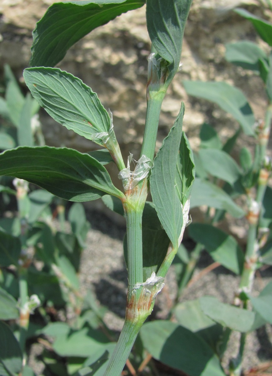 Изображение особи Polygonum maritimum.