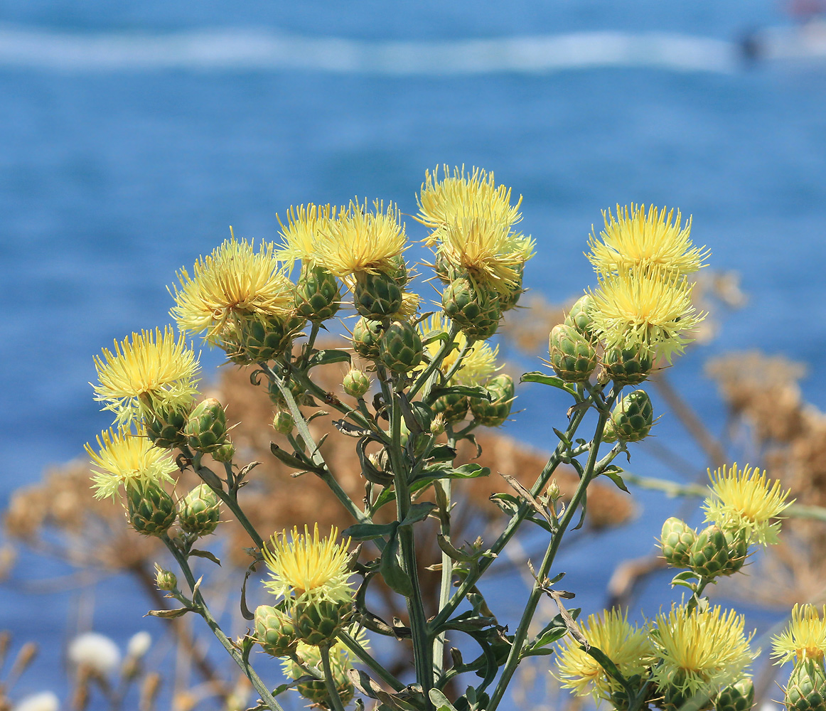 Image of Centaurea salonitana specimen.