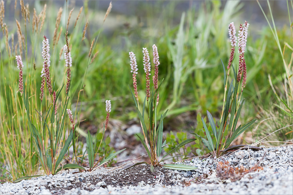 Image of Bistorta vivipara specimen.