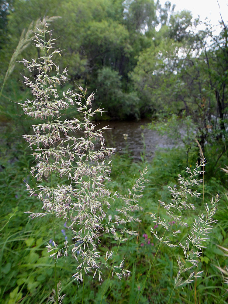 Изображение особи Calamagrostis arundinacea.