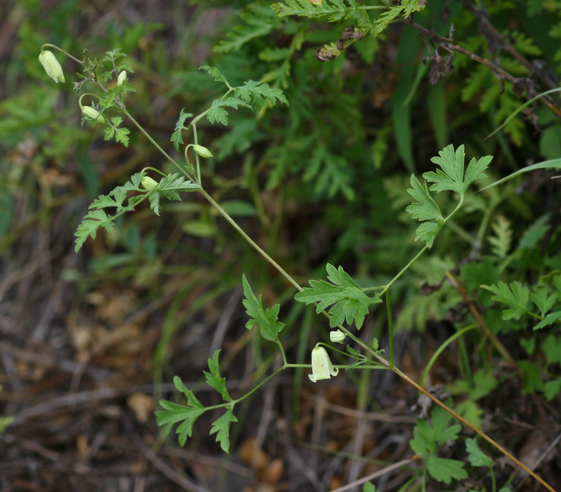 Image of Clematis latisecta specimen.