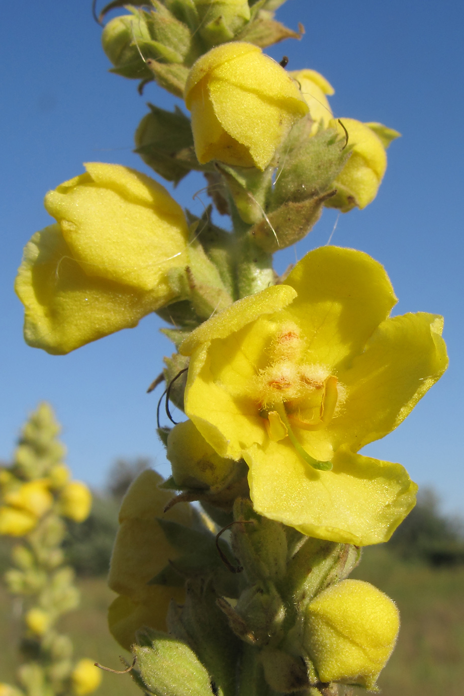 Image of Verbascum densiflorum specimen.