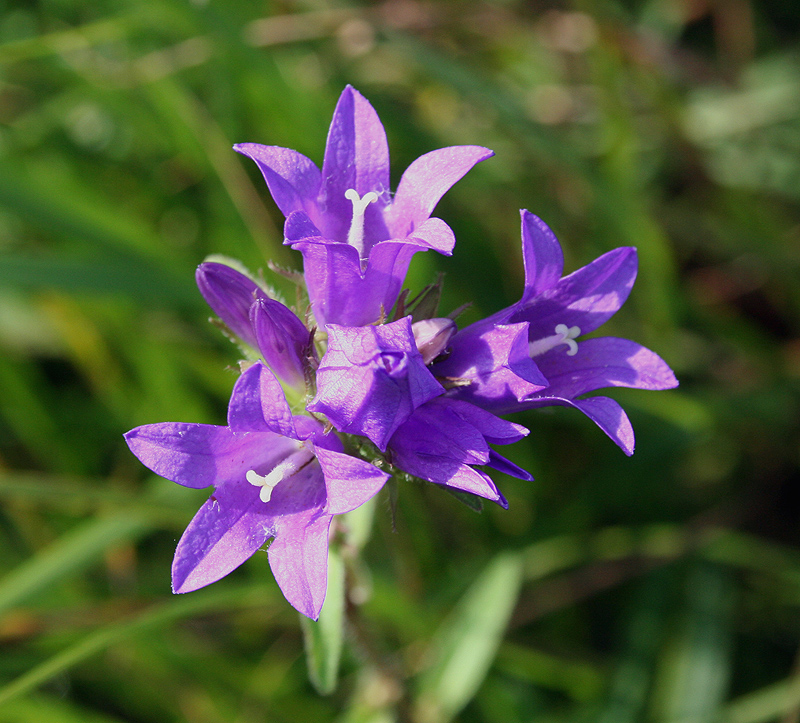 Изображение особи Campanula glomerata.