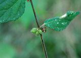 Triumfetta rhomboidea. Часть побега с плодами. Андаманские острова, о-в Сев. Андаман, окр. г. Диглипур, у дороги. 08.01.2015.