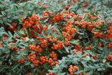 Pyracantha coccinea