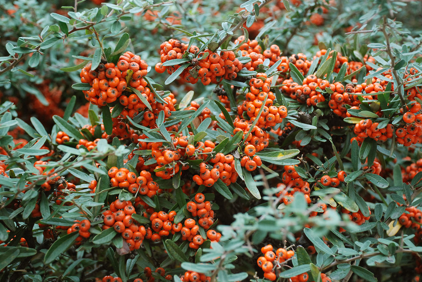 Изображение особи Pyracantha coccinea.