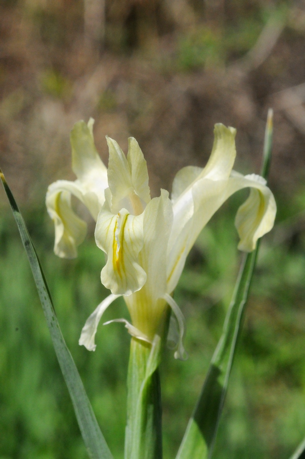 Image of Juno pseudocapnoides specimen.