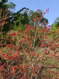 Lonicera tatarica