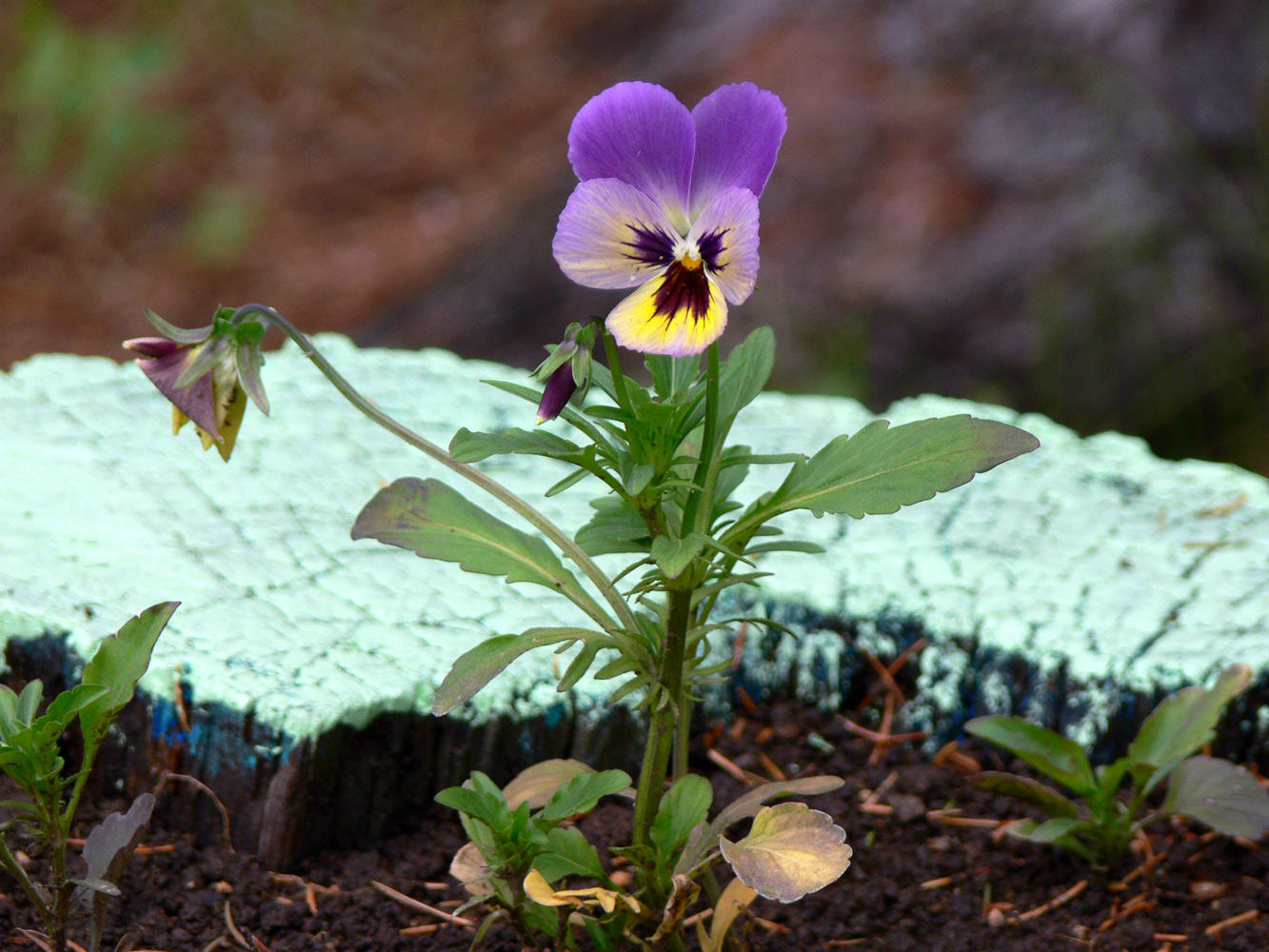 Image of Viola wittrockiana specimen.