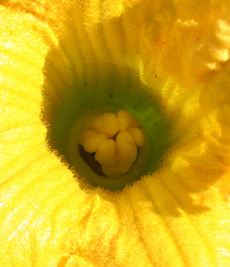 Image of Cucurbita maxima specimen.