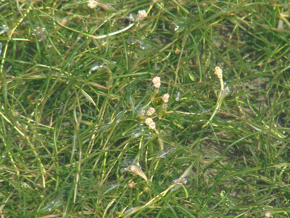 Image of genus Potamogeton specimen.