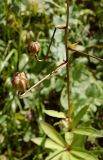 Lilium pilosiusculum