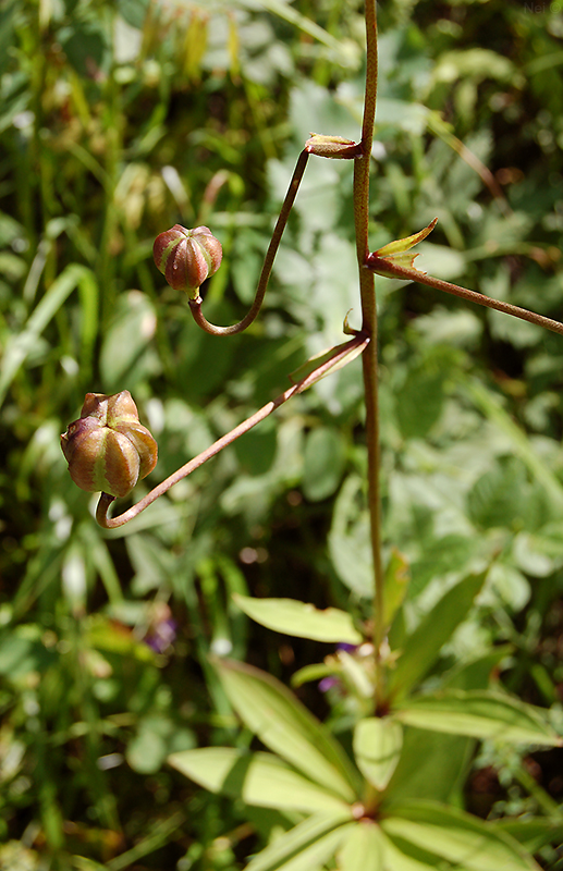 Image of Lilium pilosiusculum specimen.