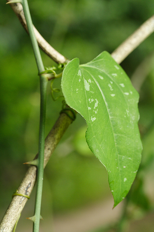 Image of Smilax excelsa specimen.