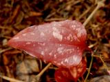 Smilax excelsa