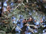 Thuja occidentalis