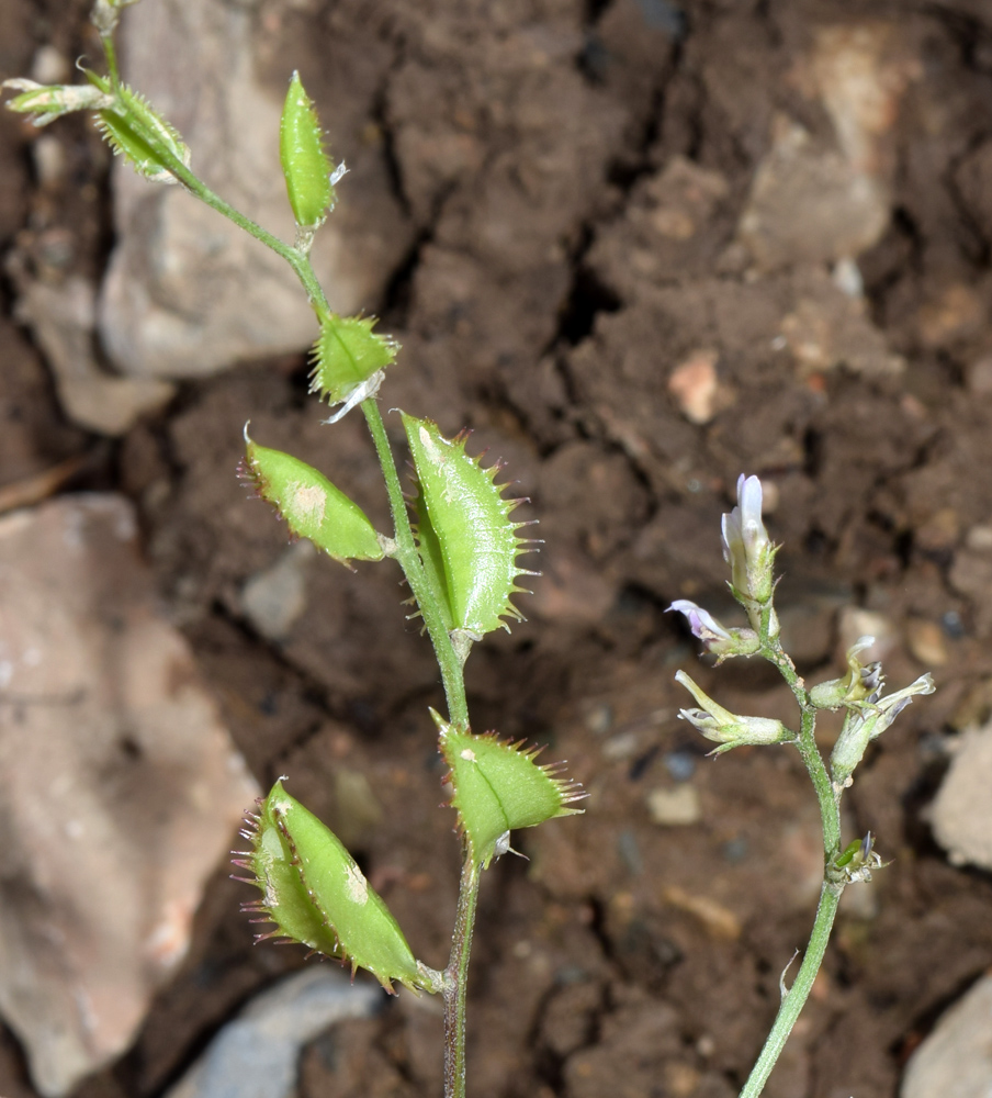 Изображение особи Astragalus schmalhausenii.