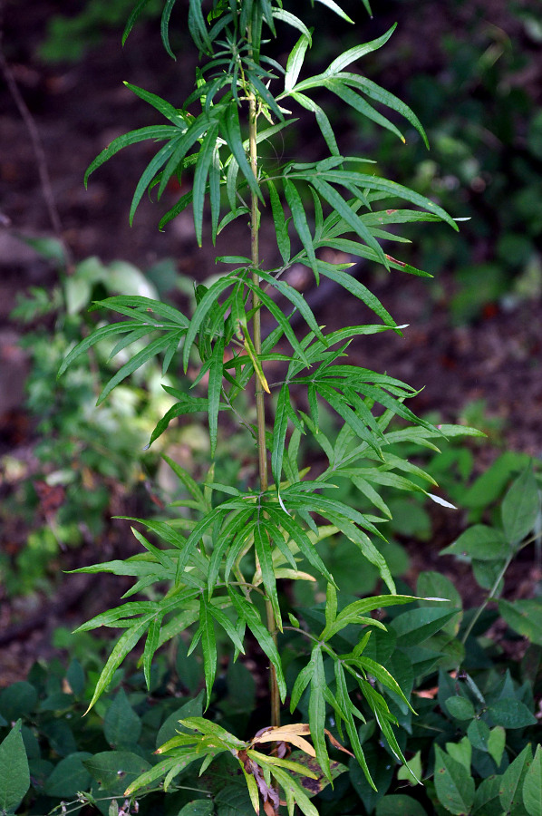 Изображение особи Artemisia umbrosa.