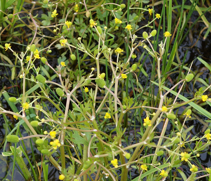 Image of Ranunculus sceleratus specimen.