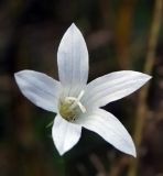 Image of taxon representative. Author is Анна Цветкова