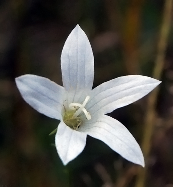 Image of Campanula patula specimen.