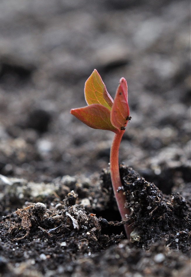 Image of Paeonia obovata specimen.