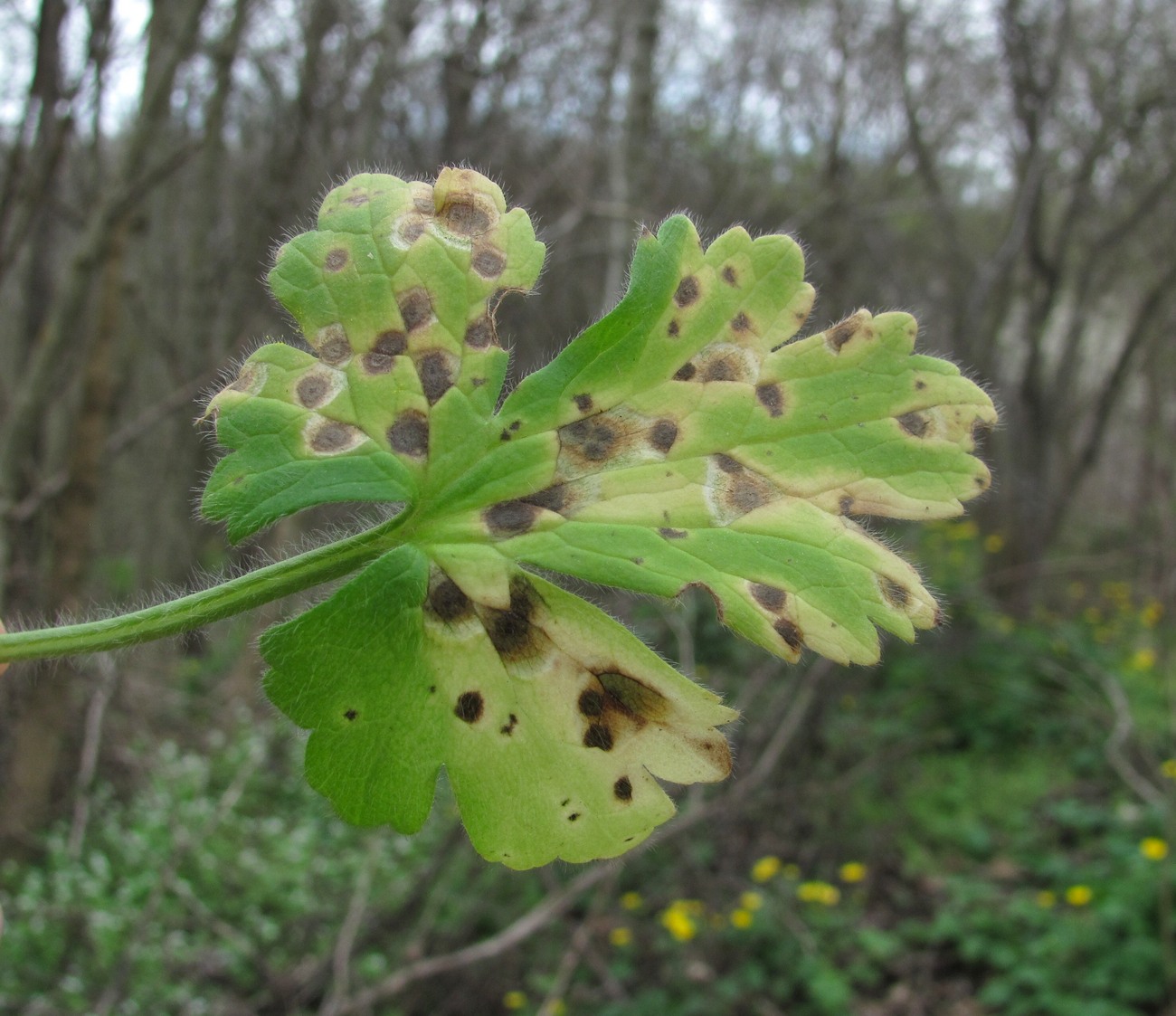 Image of Ranunculus constantinopolitanus specimen.