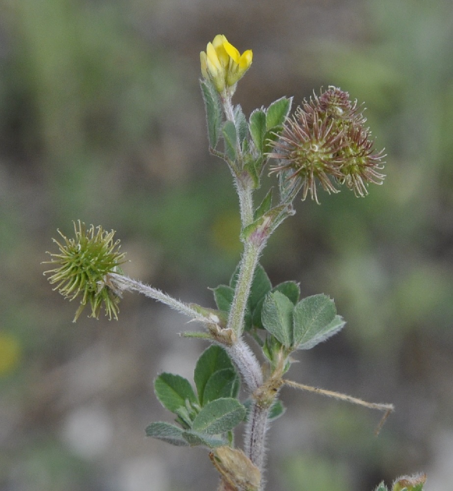 Изображение особи род Medicago.