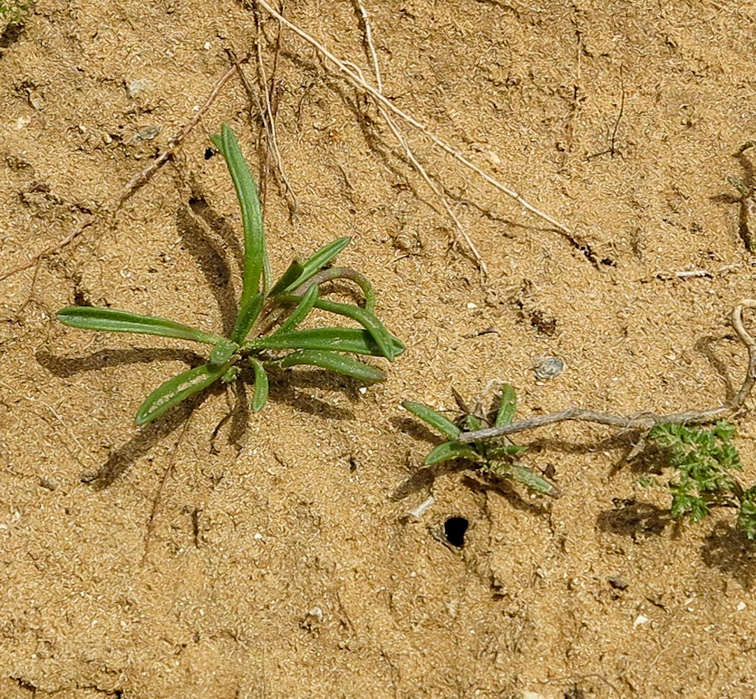 Изображение особи Plantago albicans.