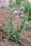 Camelina sylvestris