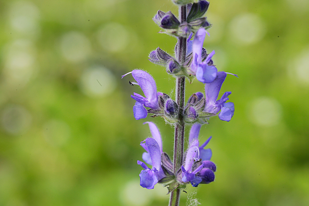 Image of Salvia stepposa specimen.